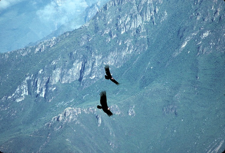 Andean Condor - Colca Canyon, Peru 1991