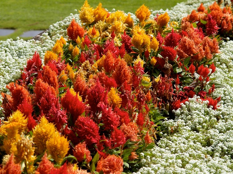 Auckland formal gardens