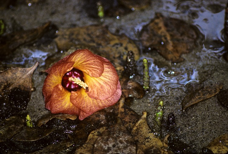 Bako hibiscus petals and mangrove shoots 1992