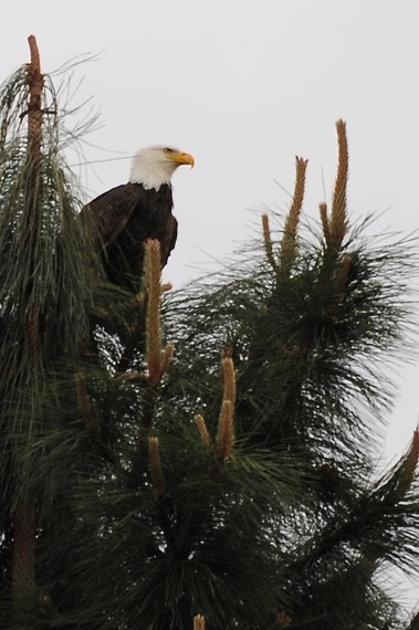 Bald Eagle