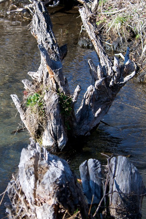 Beavers were here