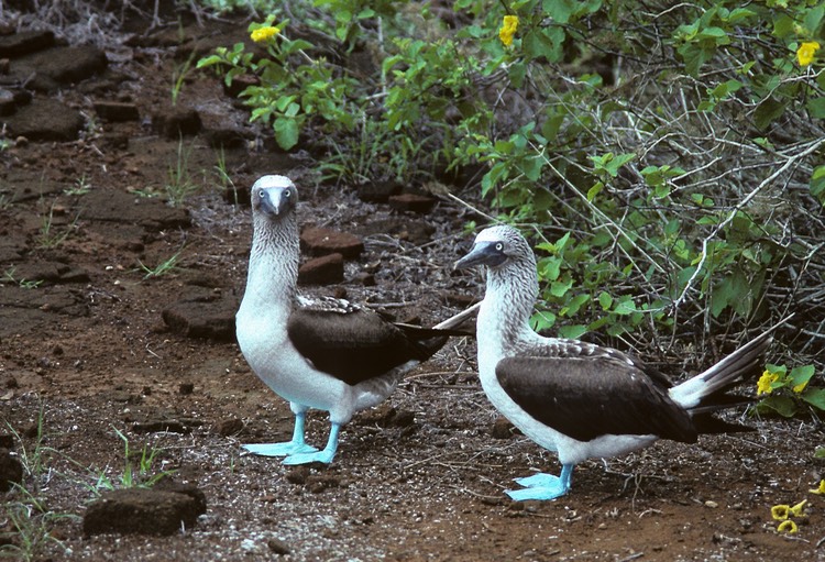 Blue-footed booby- Galapagos 1991