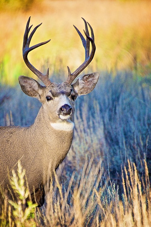 Buck_RRLCC_14