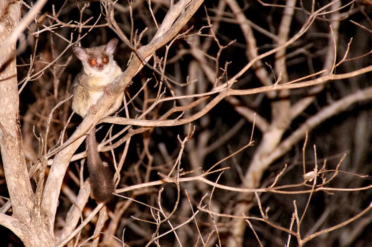 Bush baby