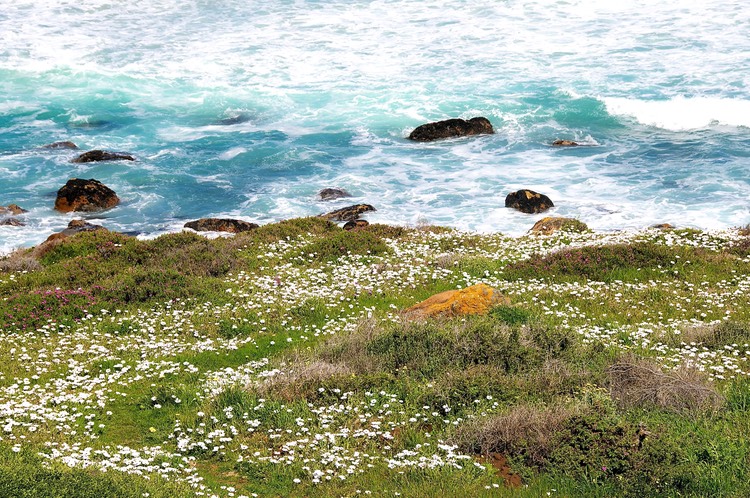 Cape wildflowers