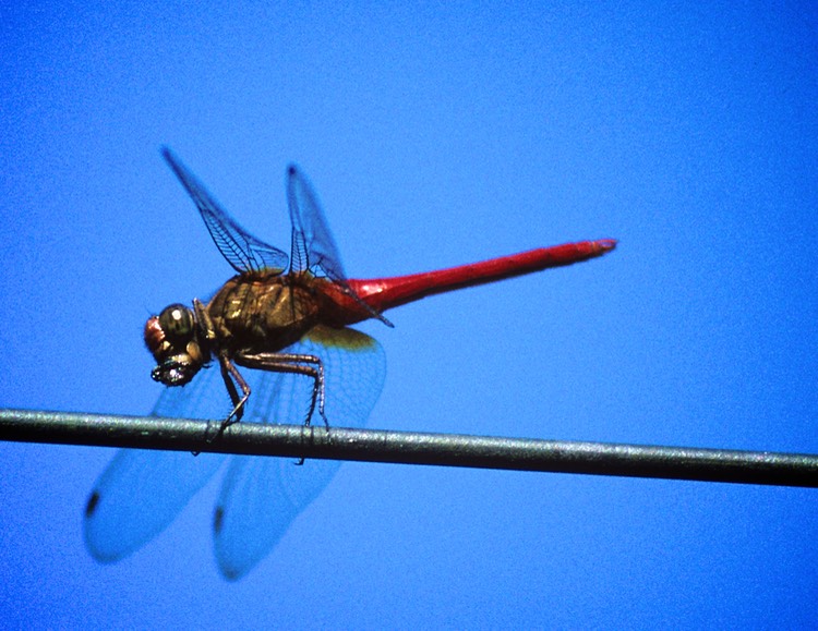 Dragon fly 1992