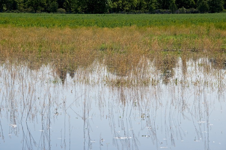 Flood Irrigation  004