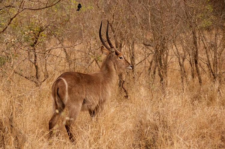 Fork-tailed drongo and waterbuck