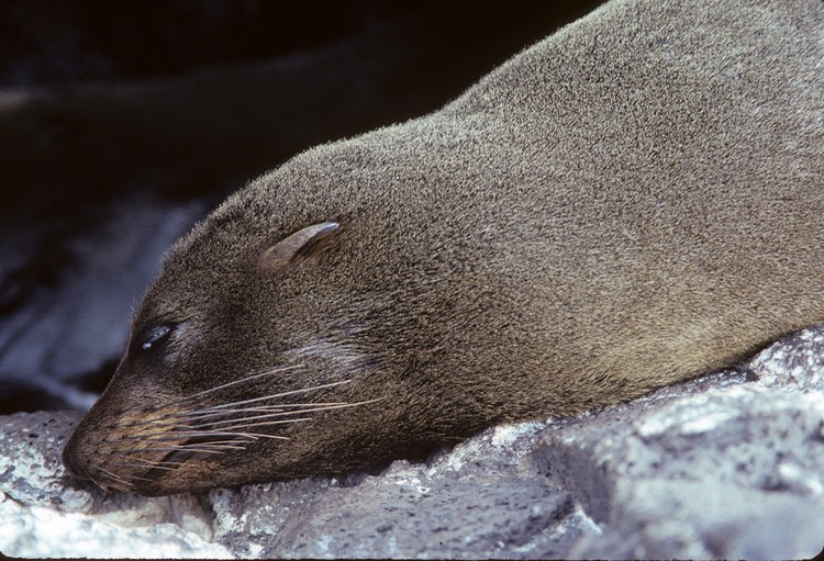 Fur seal (sea lion)- Galapagos 1991