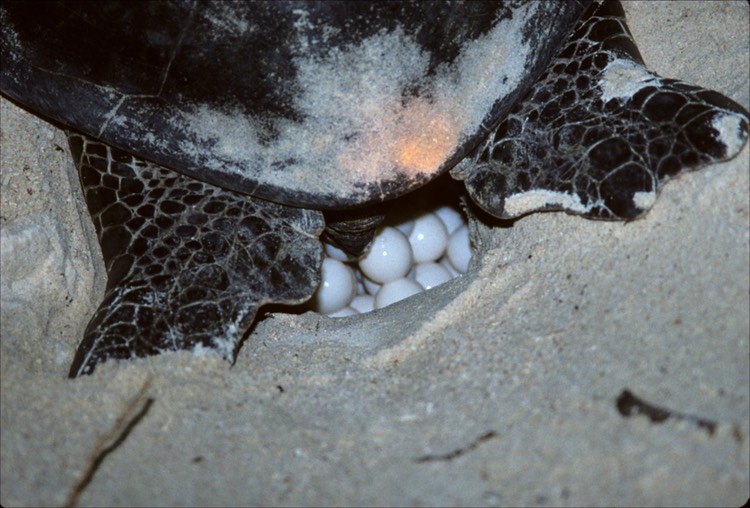 Green Sea Turtle near Sandakan 1992