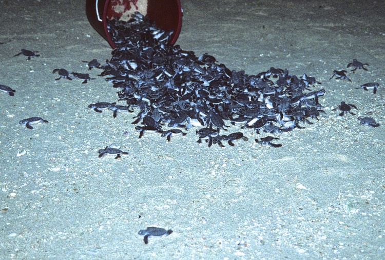 Green Sea Turtle race to the sea 1992
