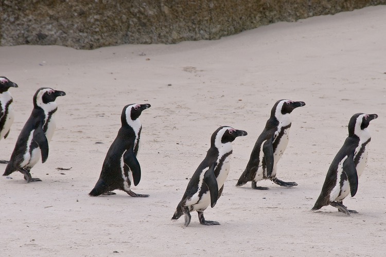 Jackass penguins on the march