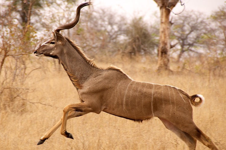 Kudu on the move