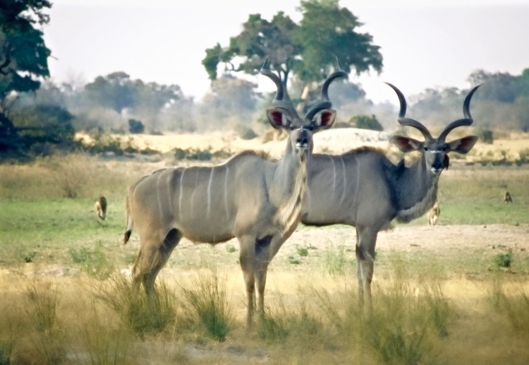 Kudu