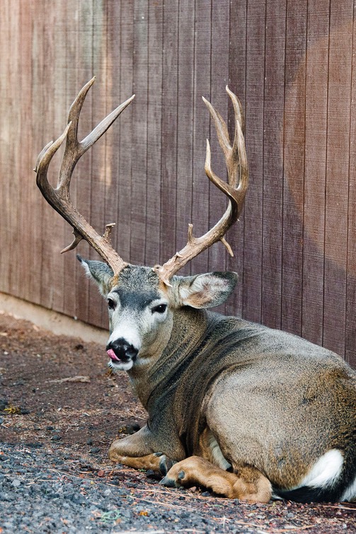 Large Buck resting by Bev Boles' garage