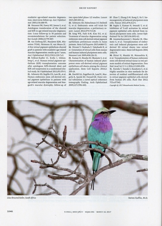 Lilac-breasted Roller