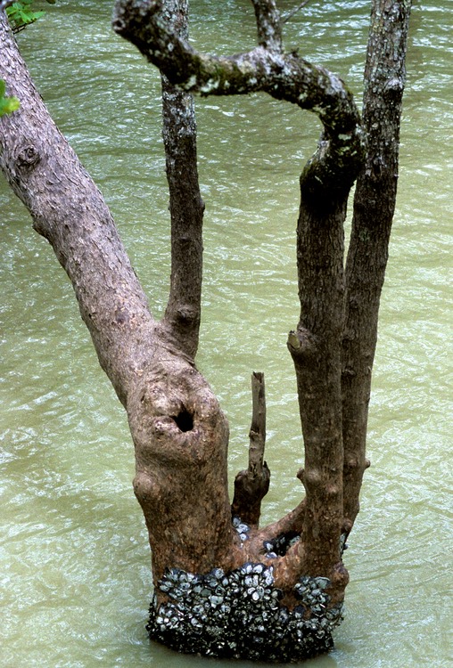 Low tide at Bako 1992