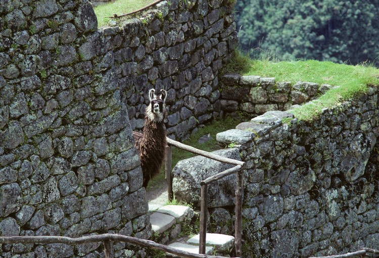 Machu Picchu llama 1991