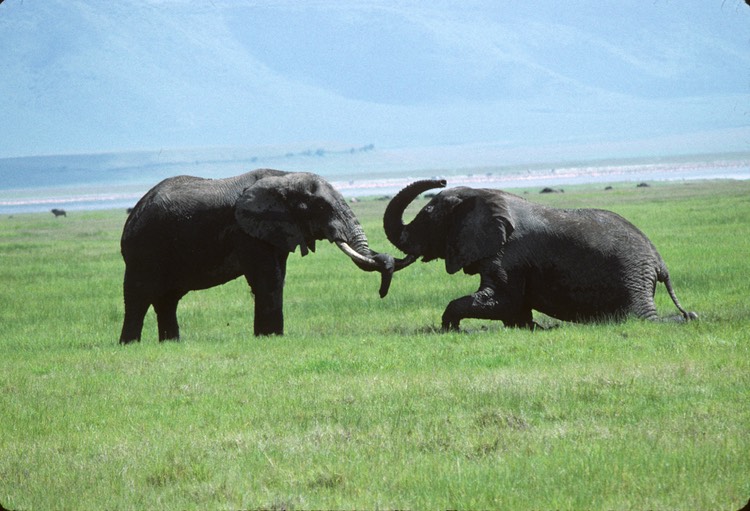 Male Elephants