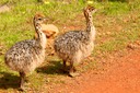 Ostrich offspring