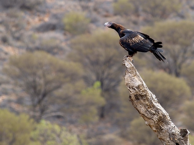 Outback eagle