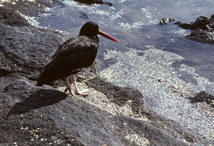 Oyster catcher- Galapagos 1991