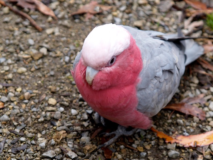 Pink and grey