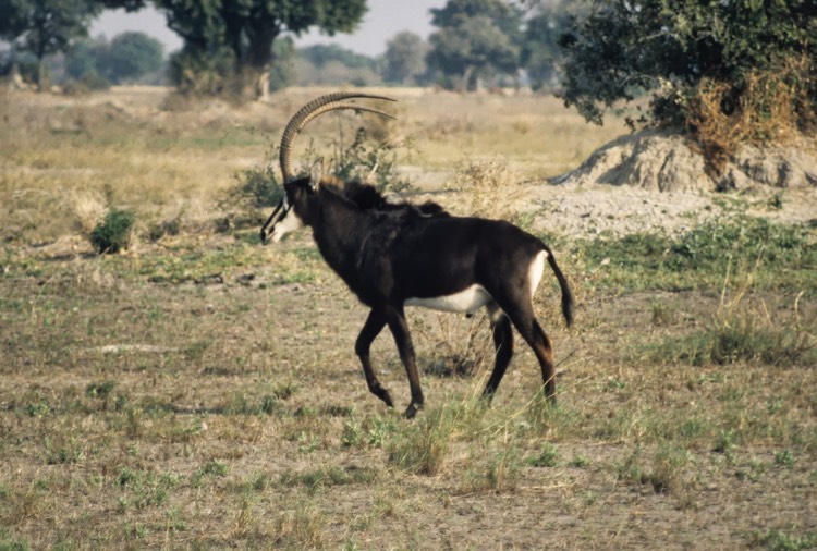 Sable