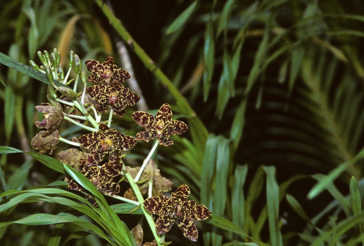 Singapore orchids 1992