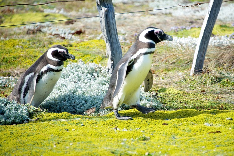 South America_Seabourn_2012-13  085