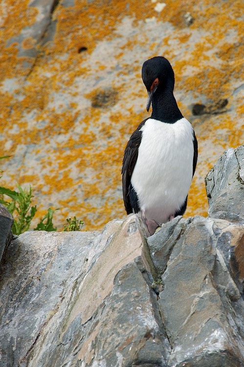 South America_Seabourn_2012-13  142