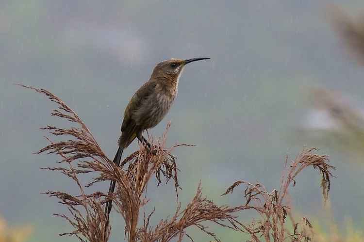 Sugar bird in the rain