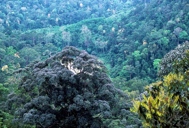 Taman Negara vista 1992