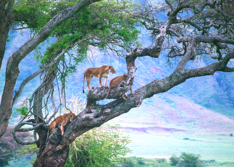 Tree Lions2