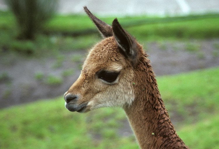 Vicuna - Colca Canyon, Peru 1991