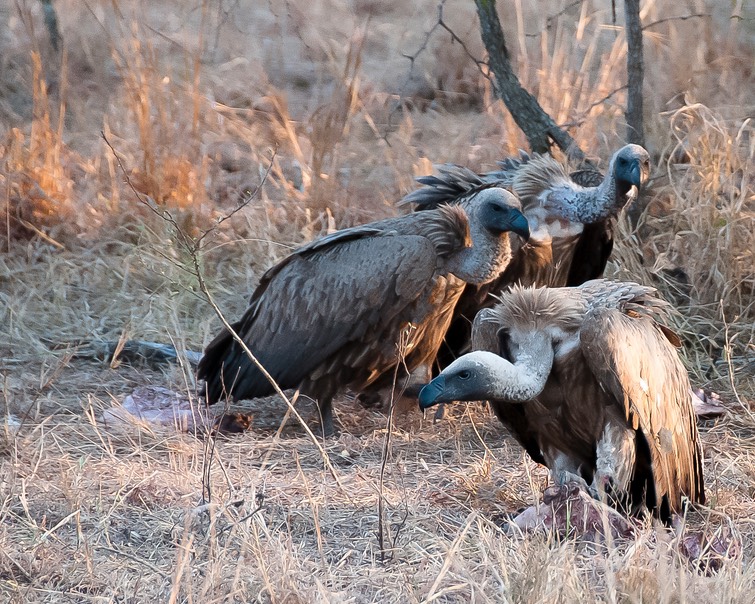 White-backed Vultures, Royal Malewane, SA (1 of 1) copy
