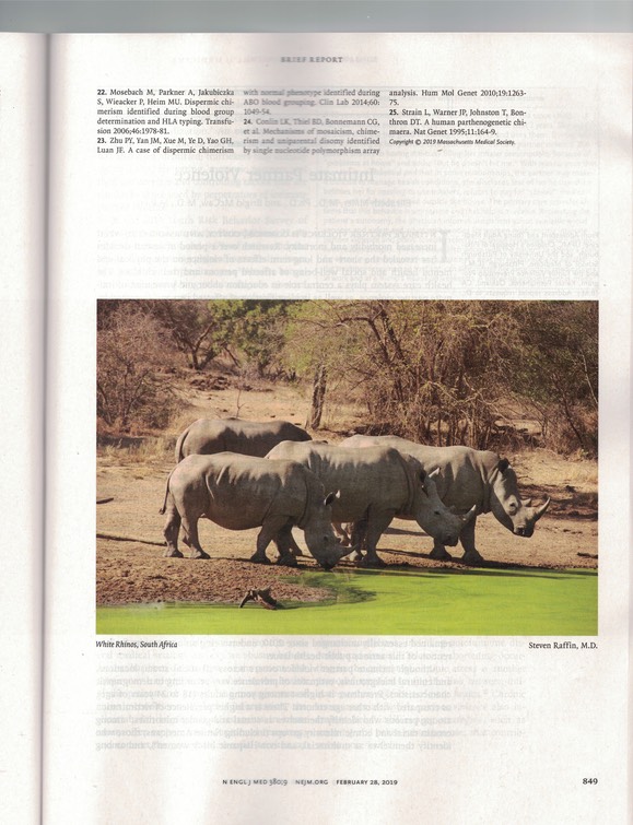 White Rhinos