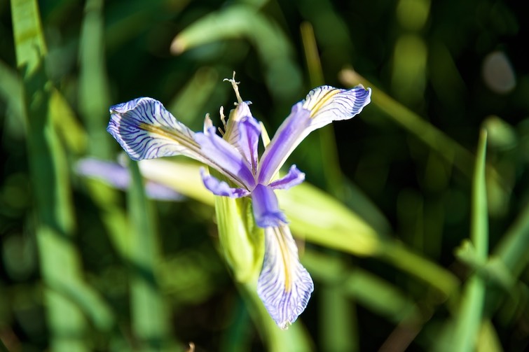 Wild Iris Close up  002