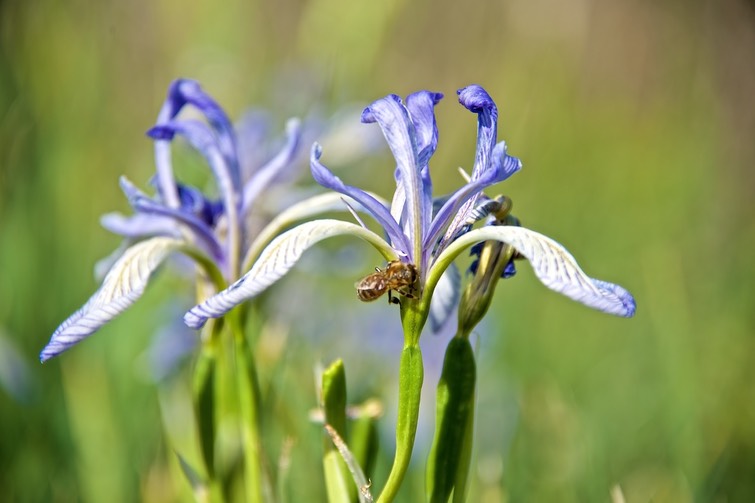 Wild Spring Creek Iris  001