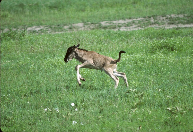 Wildebeast Baby