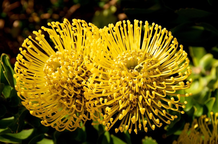 Yellow proteus
