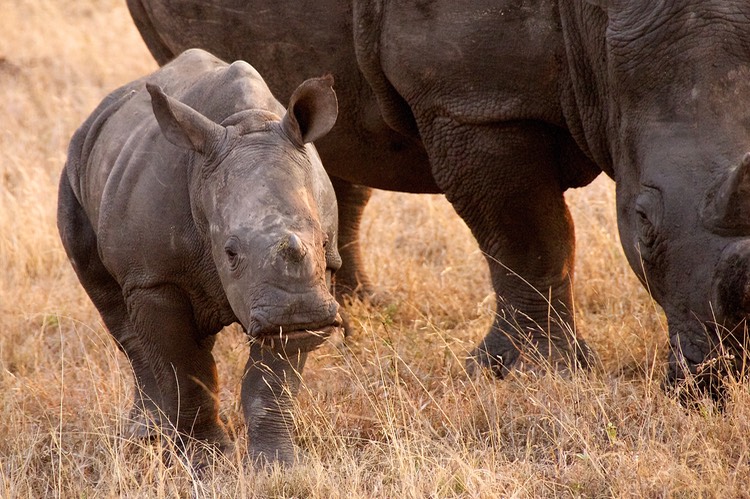 Young white [wide] rhino