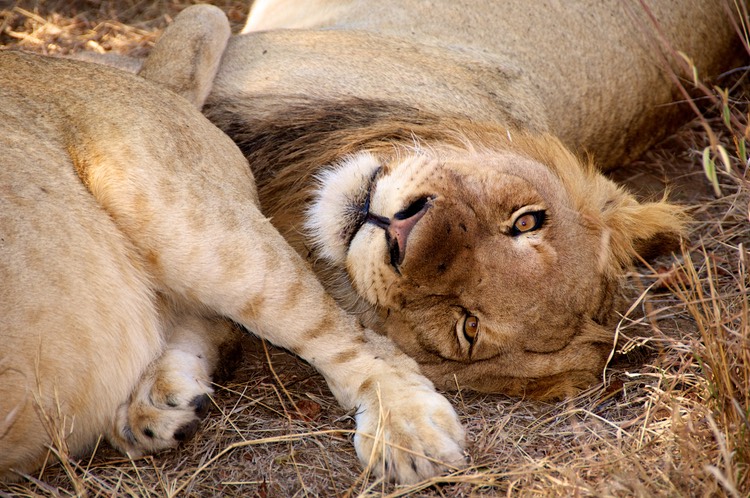 You're disturbing my nap