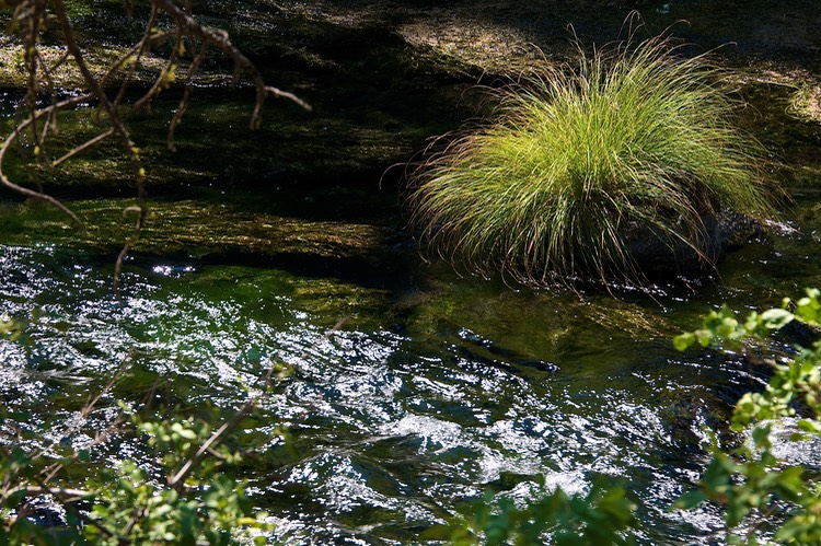 Burney Creek 2 2012