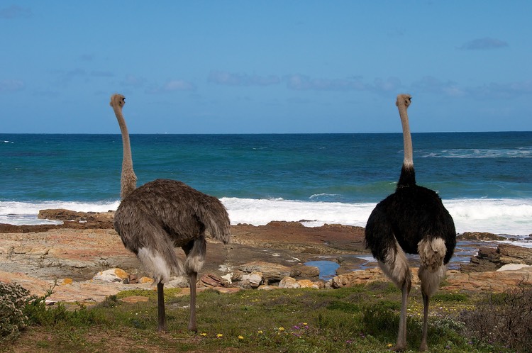 Enjoying the view at the Cape