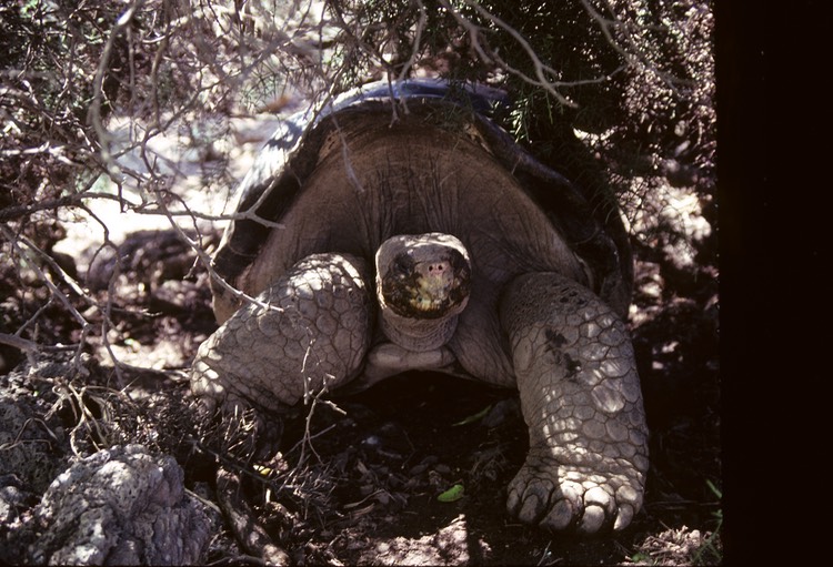 Giant tortoise- Galapagos 1991