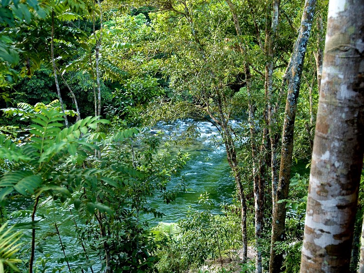 HIdden stream at Silky Oaks Lodge