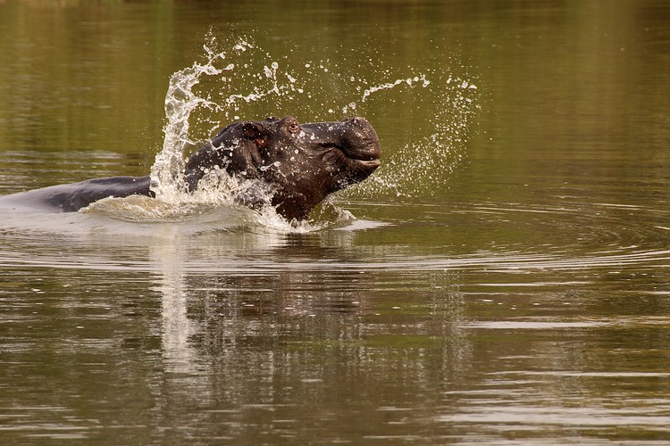 Hippo halo