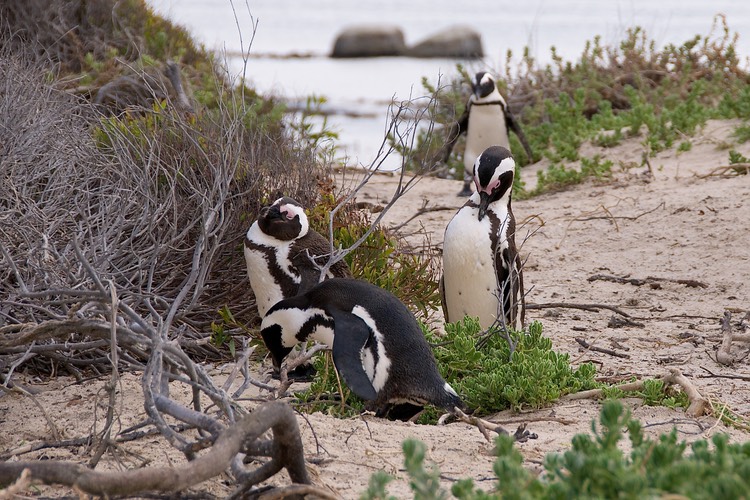Jackass penguins on the beach