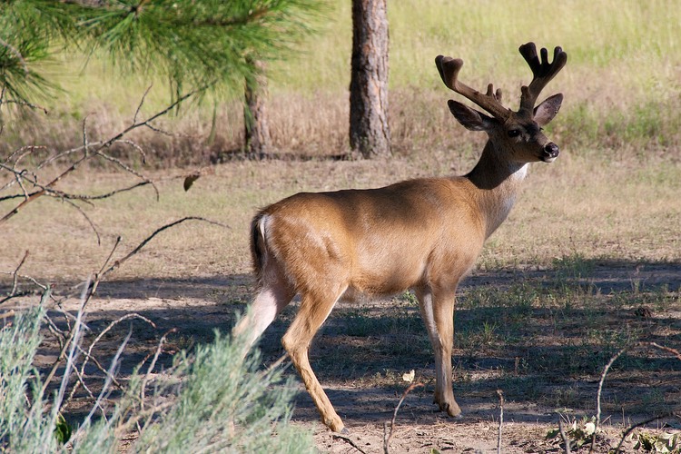 Large buck in velvet